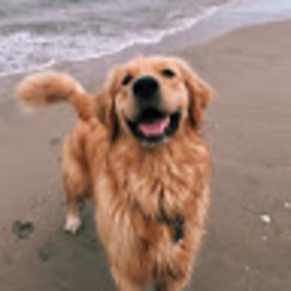 Meet your Posher, Caroline